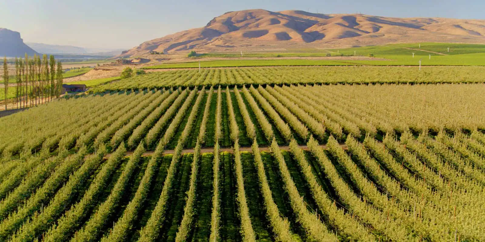 Vast apple orchard with rows of trees and mountain backdrop in sunny weather.