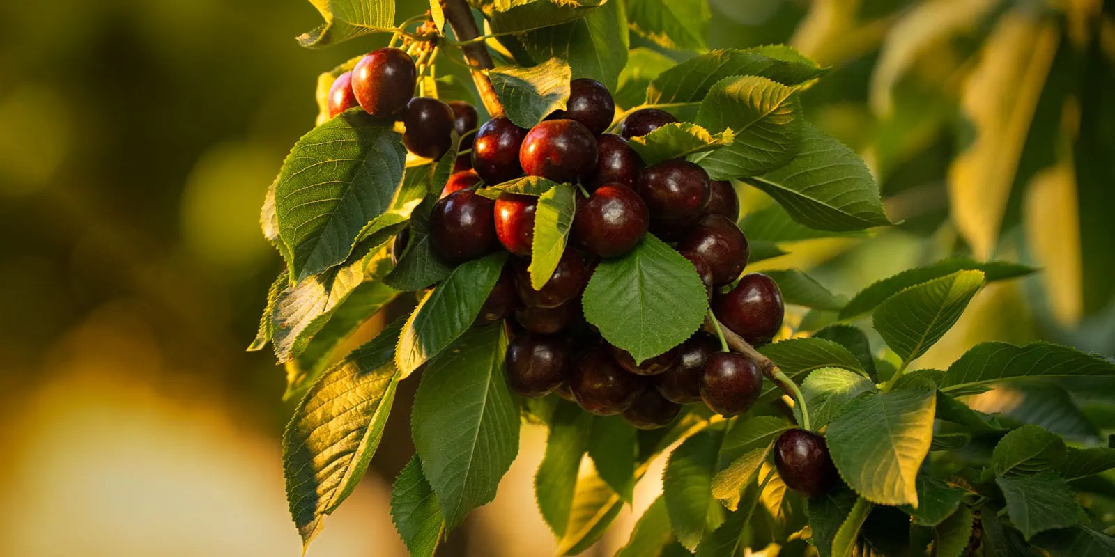 Ripe dark cherries hanging on a tree branch with green leaves in sunlight.