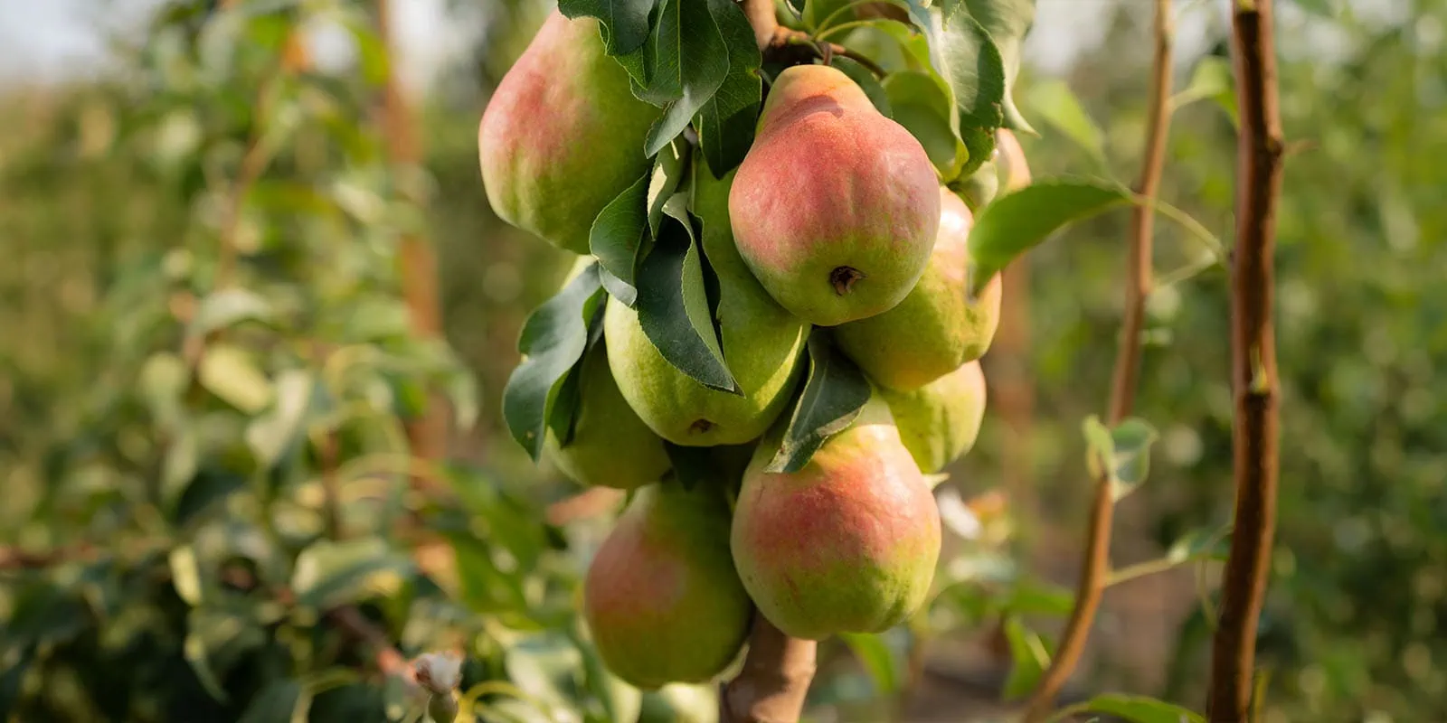 Fresh ripe pears hanging on a tree branch in an orchard.