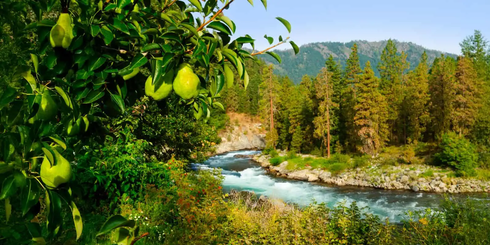 Scenic view of a river flowing through a forested landscape with mountains in the background.