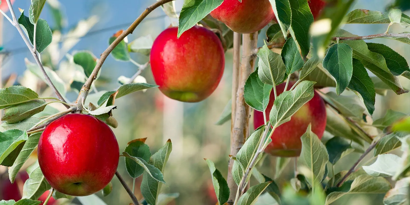 Ripe Rave apples hanging on the tree with green leaves in an orchard.