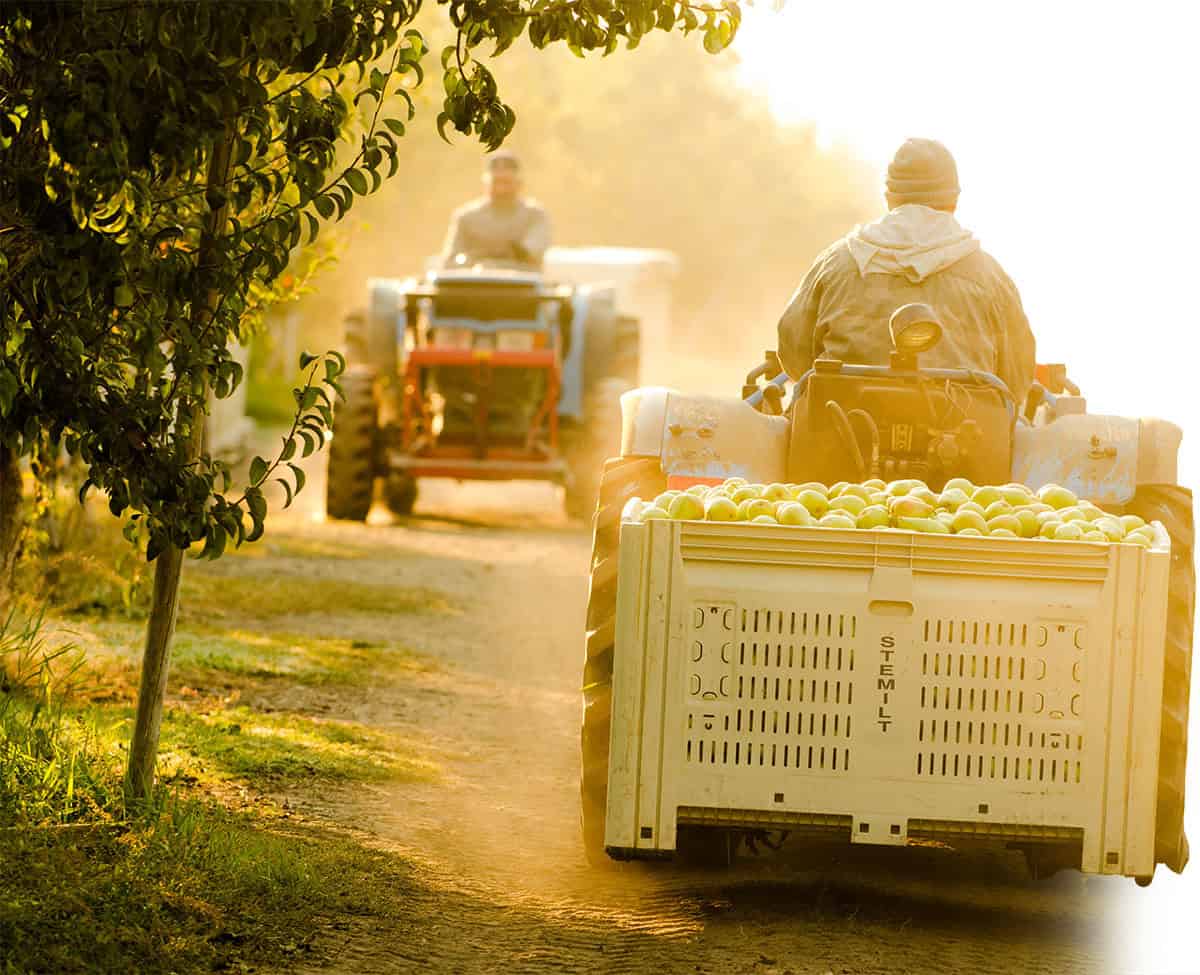 Farmers harvesting Rushing Rivers&reg; Pears with tractors in orchard at sunset.
