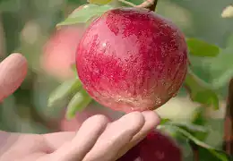 Fresh organic apple held in hand with green leaves in background.