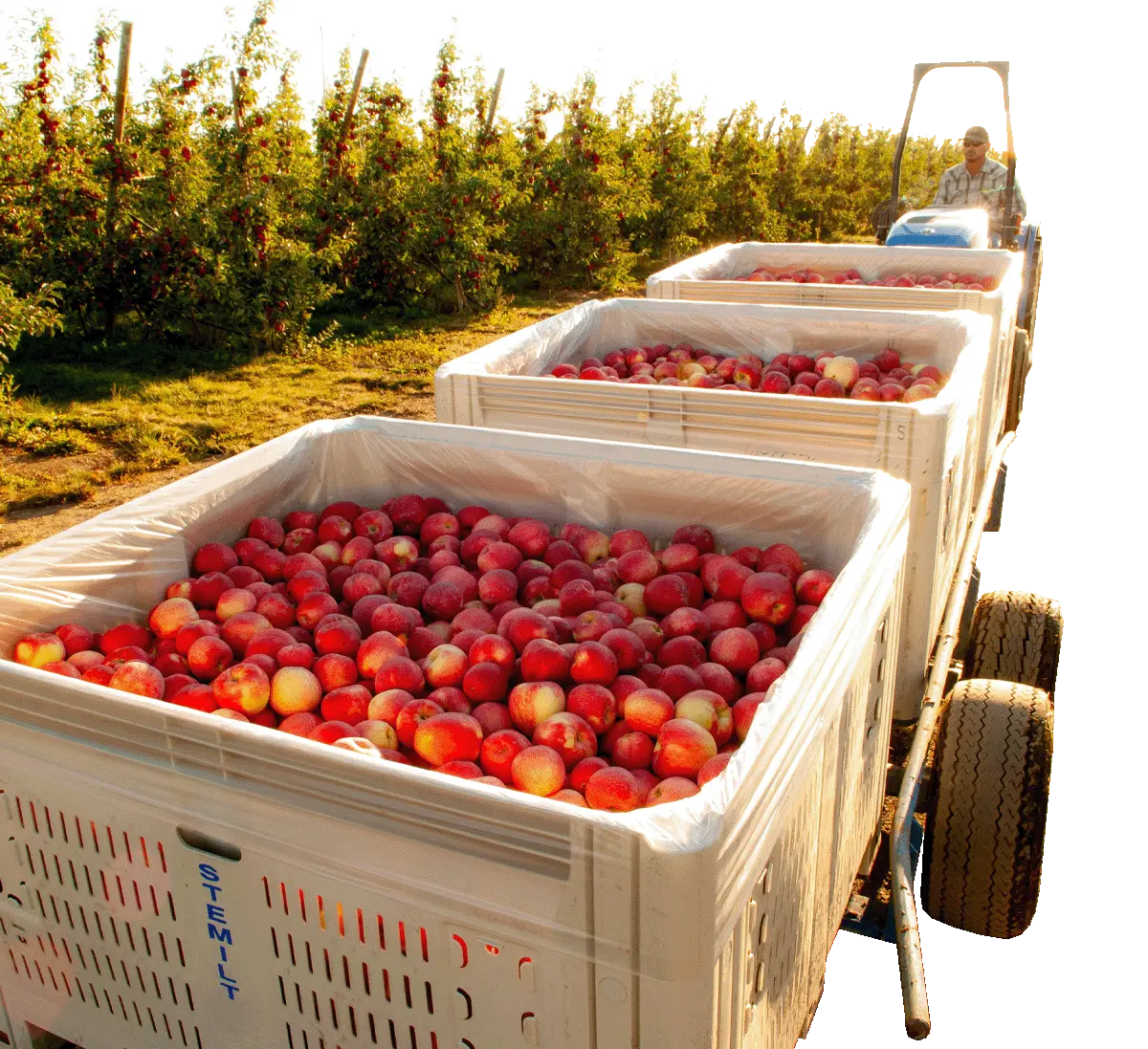 Harvested apples in large bins on an orchard tractor during sunset.