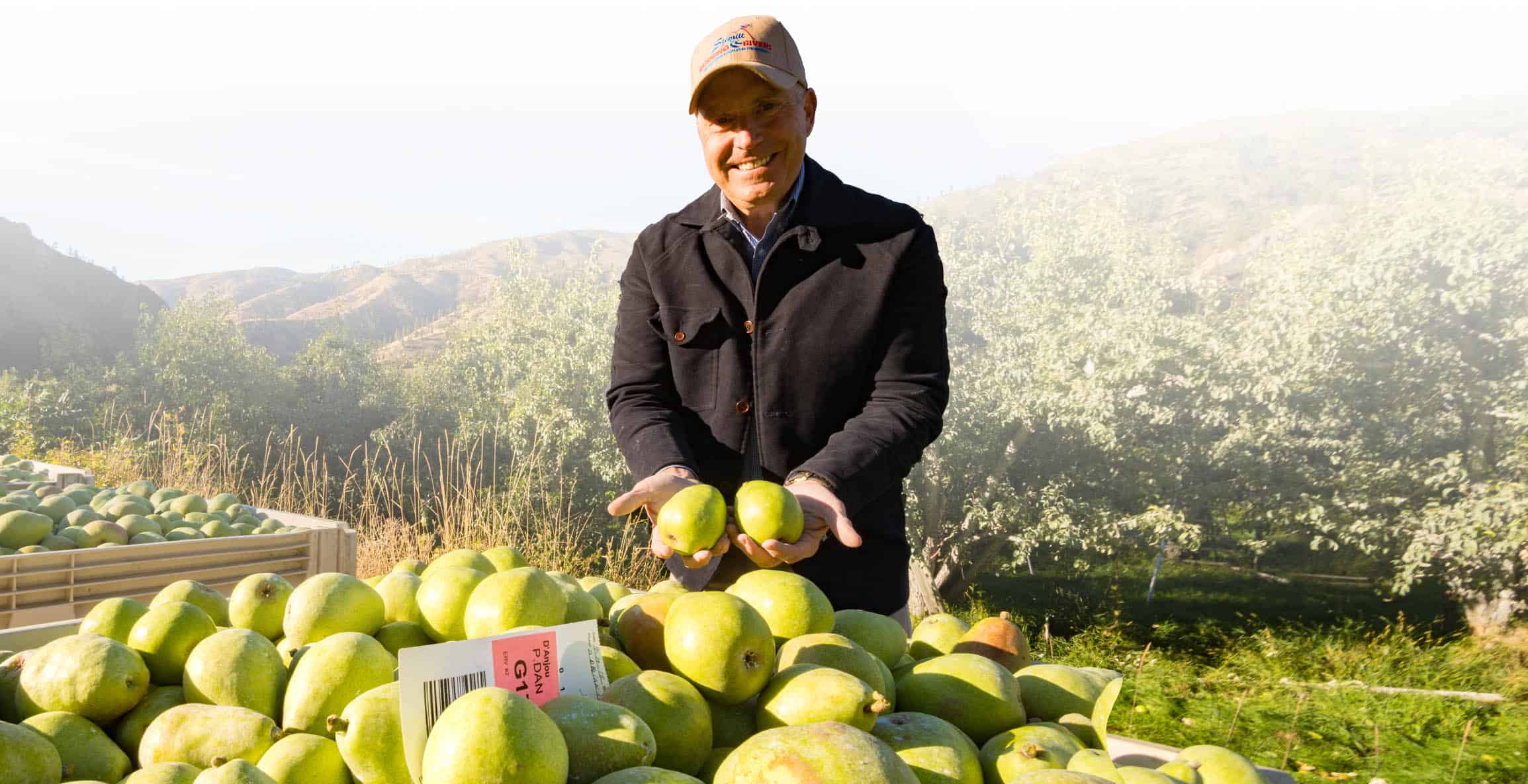 Farmer holding fresh Rushing Rivers® Pears in orchard with mountains in background.