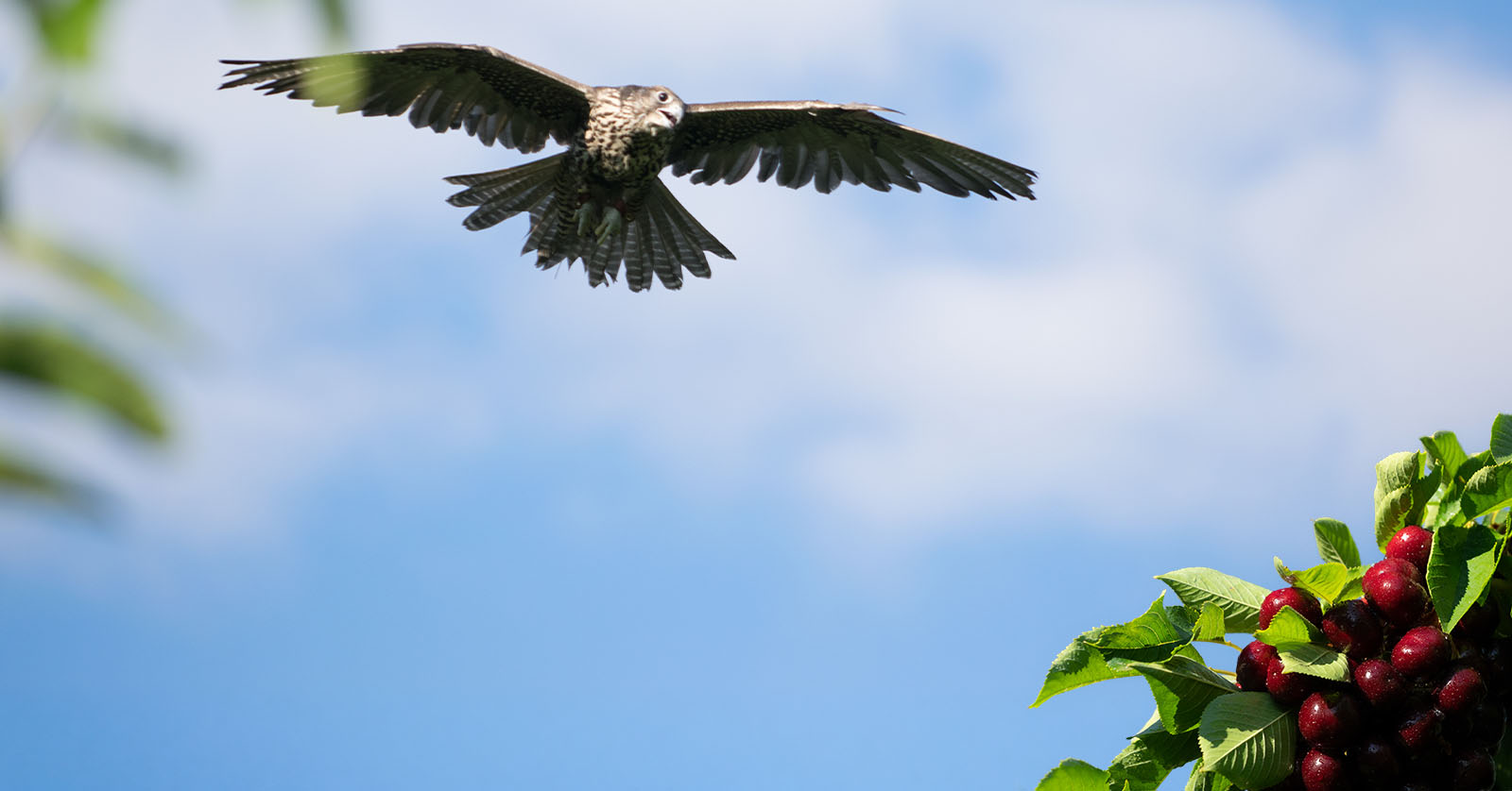 Bird flying in the sky near green foliage and red berries.