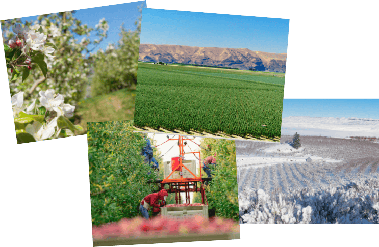 Scenic images of apple blossoms, orchard fields, and farming activities for SEO.
