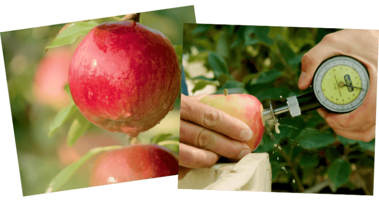 Harvesting ripe apples from an orchard with a handheld refractometer for sweetness testing.