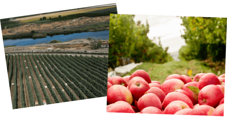 Apple orchard with ripe apples ready for harvest in a scenic landscape.