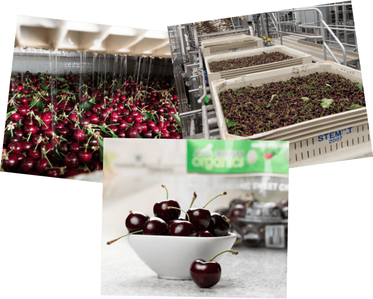 Fresh cherries from Stemilt farm ready for packaging and distribution.