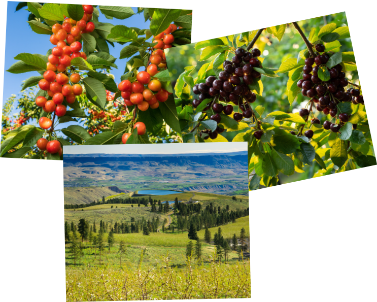 Ripe red and dark purple cherries on the tree and in the orchard.