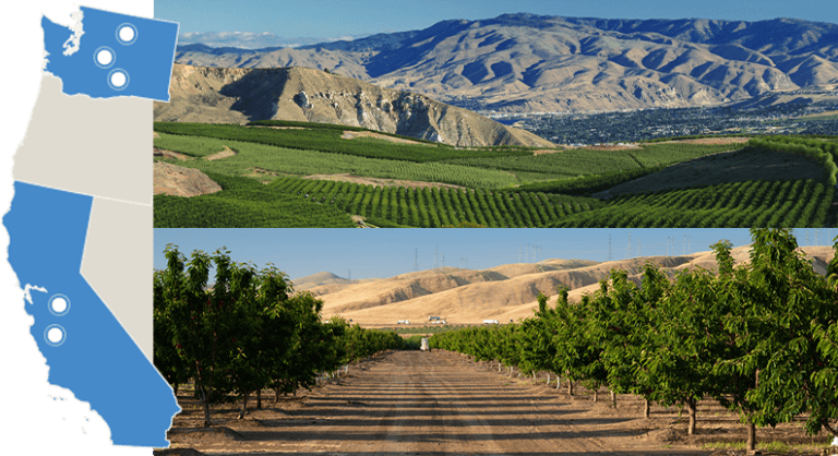 Lush green orchards and rolling hills in a scenic agricultural landscape.