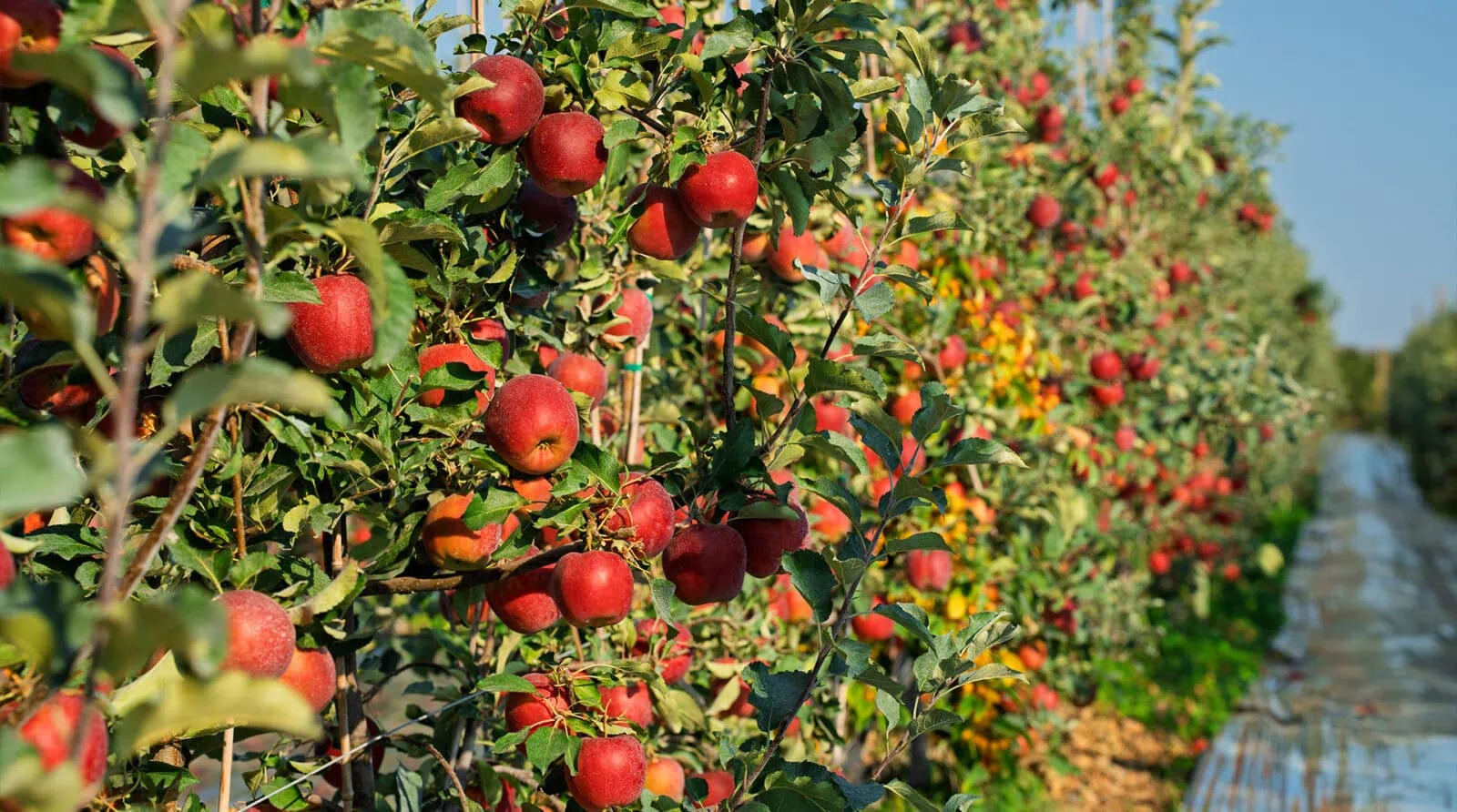 Red apples ripening on trees in a lush orchard during harvest season.