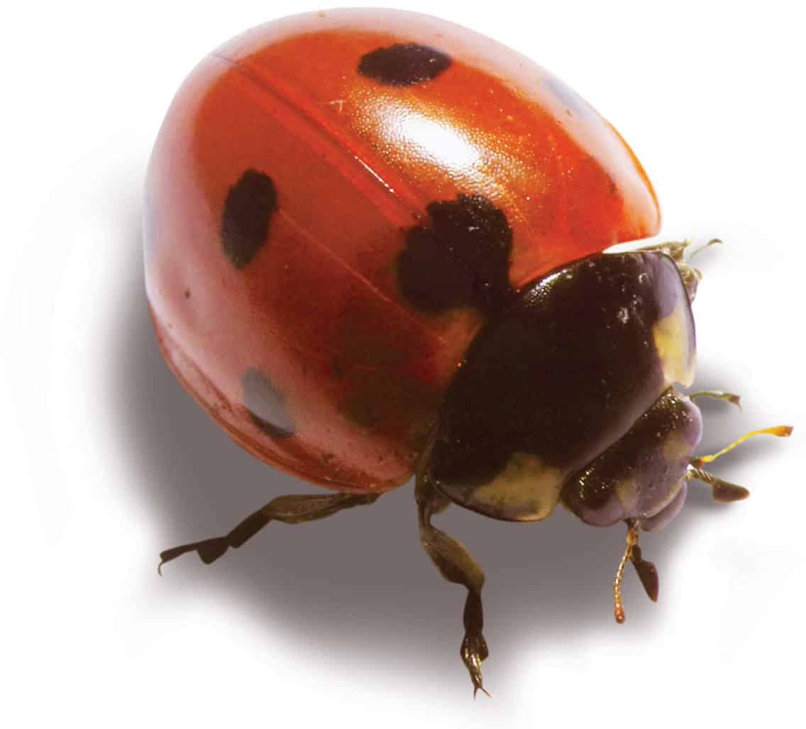 Close-up of a ladybug on a white background, highlighting its red and black spots.