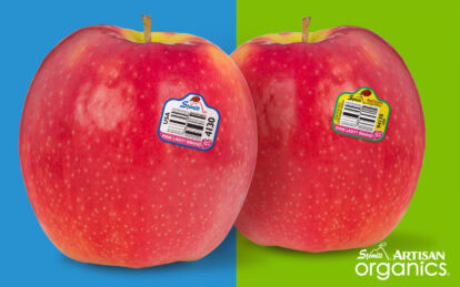Two fresh Pink Lady apples with stickers on a split blue and green background.