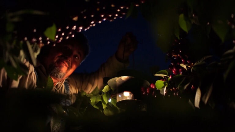 Farmer harvesting Moon Cherries at night under string lights.