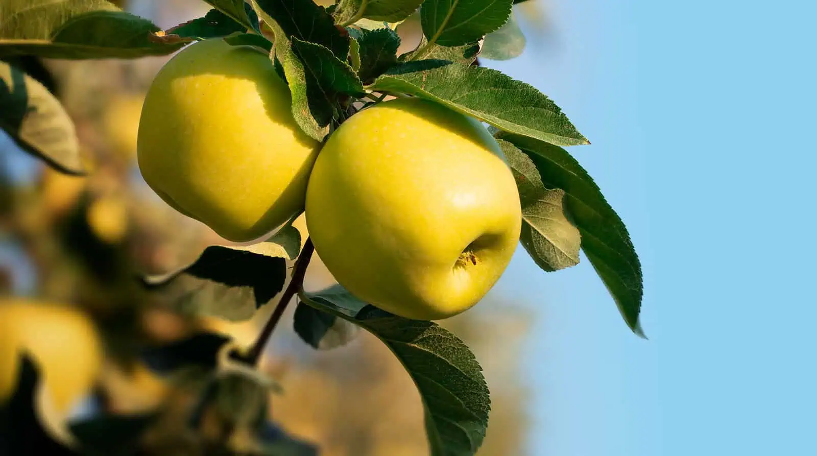 Fresh green apples on a tree branch with leaves in sunlight.