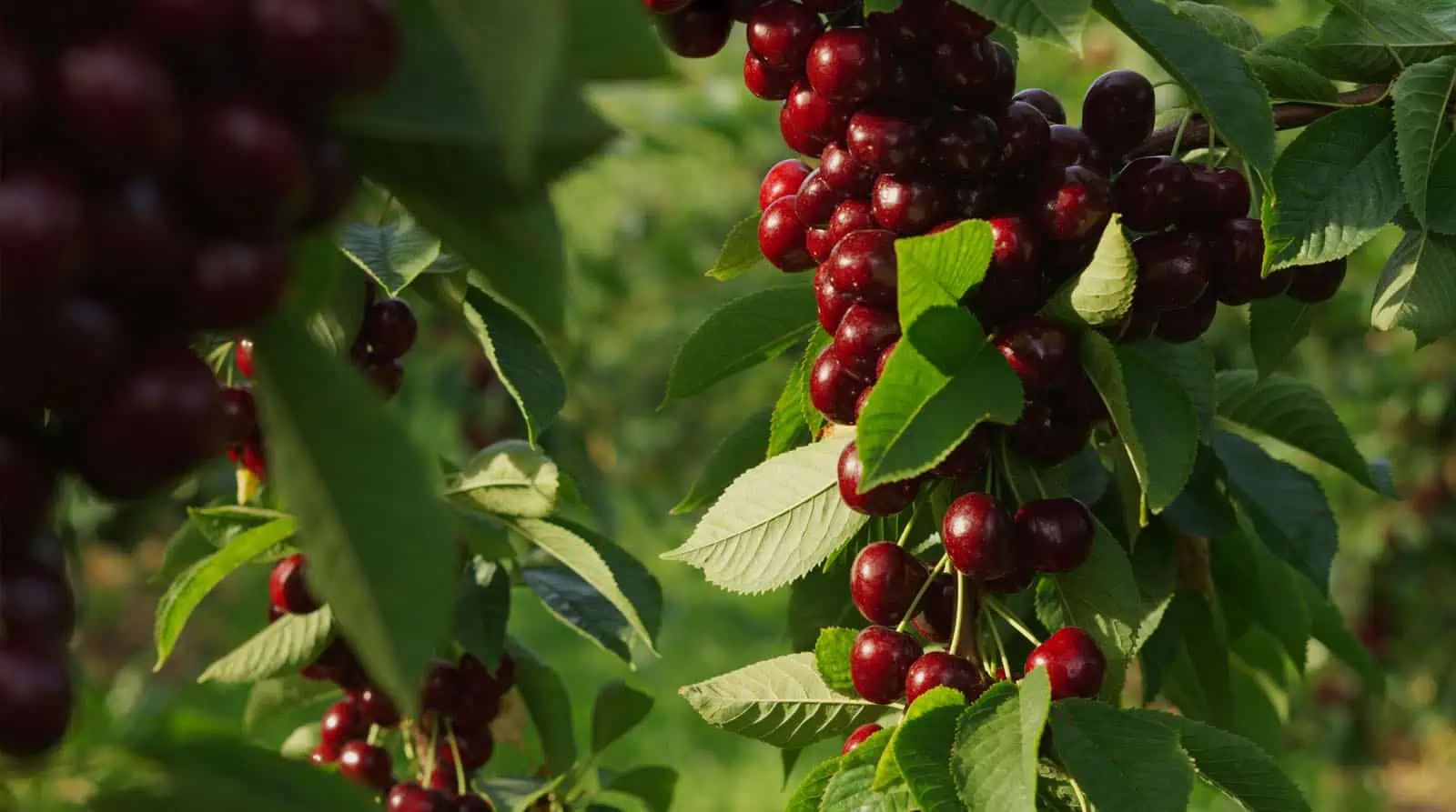 Cherries