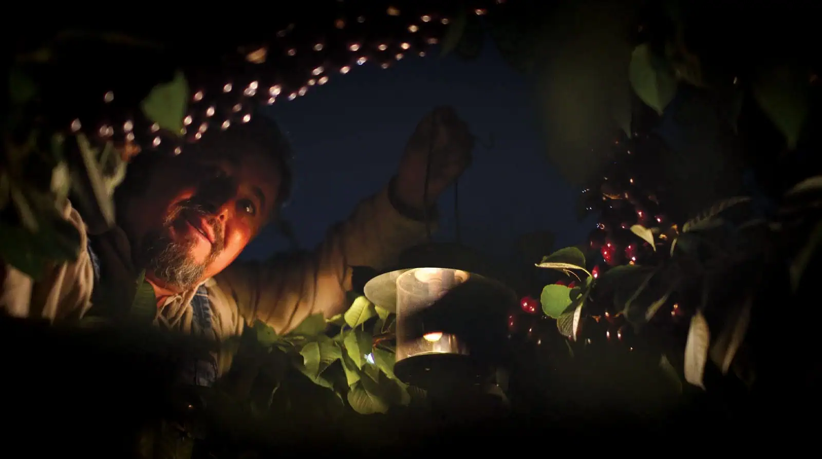 Person harvesting cherries at night under string lights in a cherry orchard.