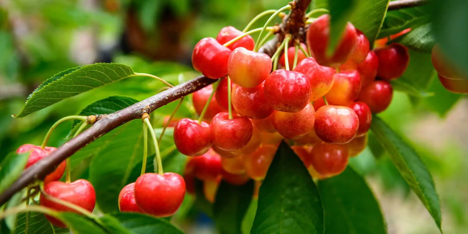 Fresh ripe cherries on a tree branch with green leaves, ready to harvest.
