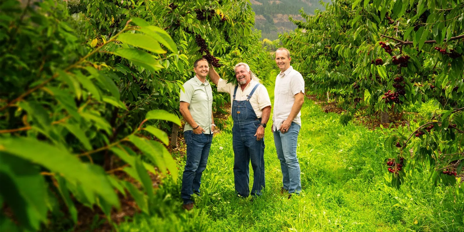 Three workers in a fruit orchard with lush green trees and ripe fruit.
