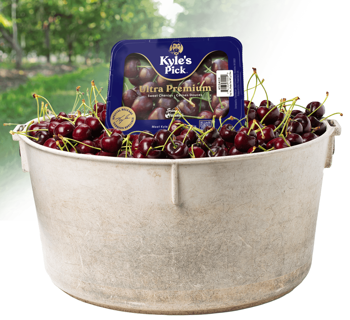 Fresh Kyle's Pick&reg; cherries in a white bucket with packaging on top.