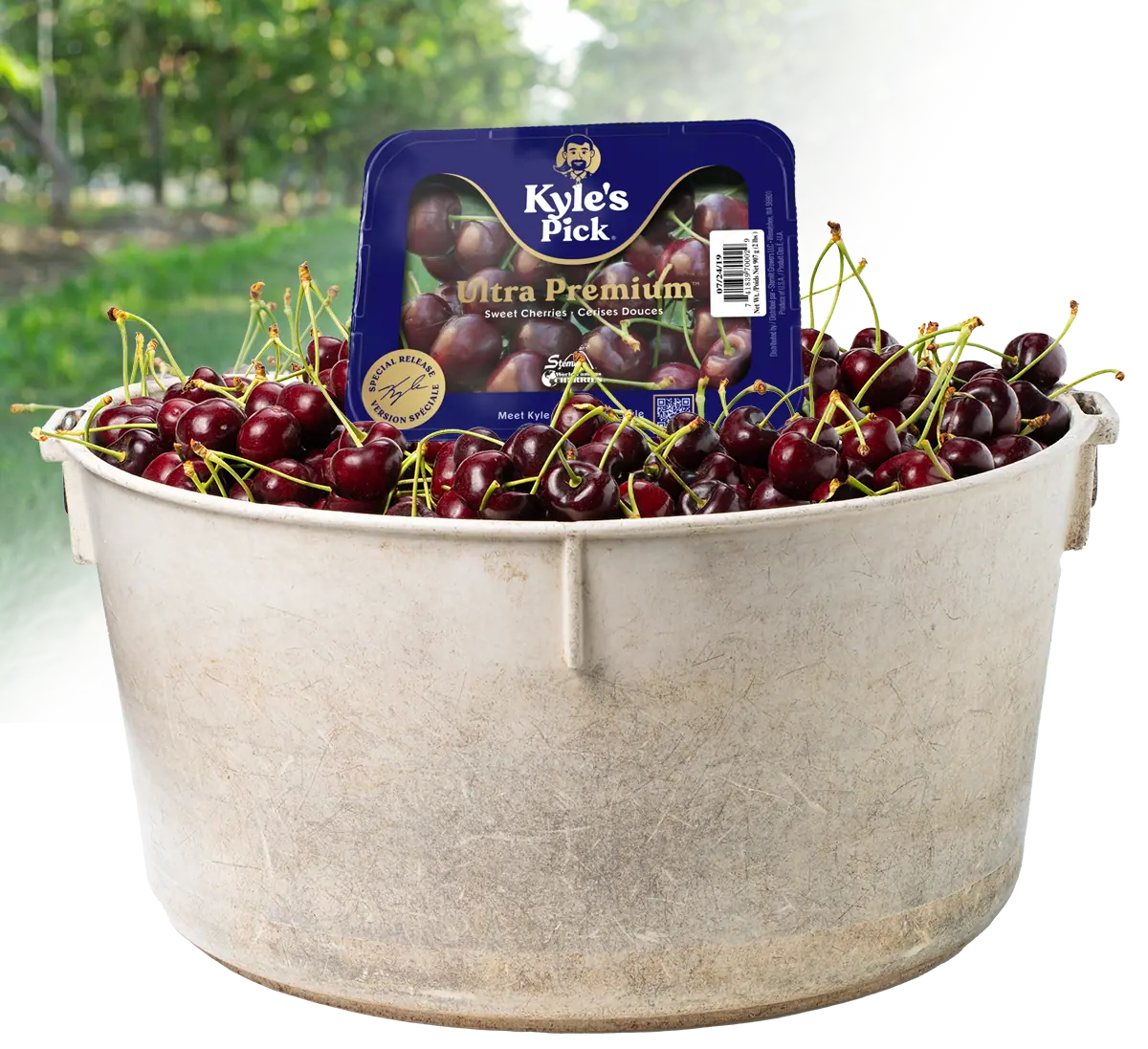 Fresh Kyle's Pick® cherries in a white bucket with packaging on top.