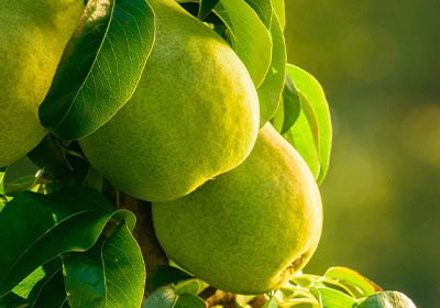 pears