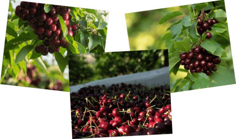 Fresh ripe cherries on tree and in basket, vibrant and juicy.
