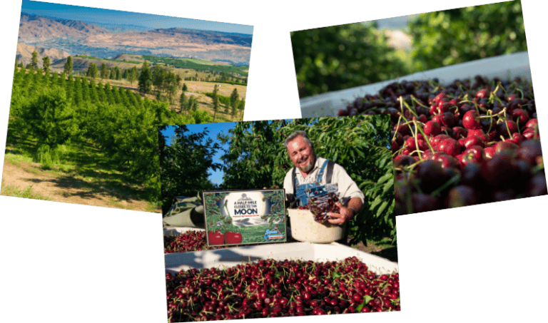 Farmer with fresh Moon Cherries at orchard and farm landscape in background.
