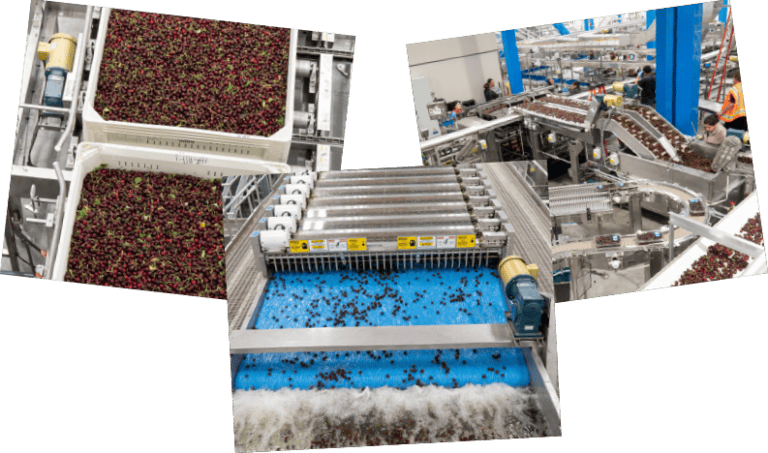 Cherry harvesting and processing in a modern fruit packing facility.