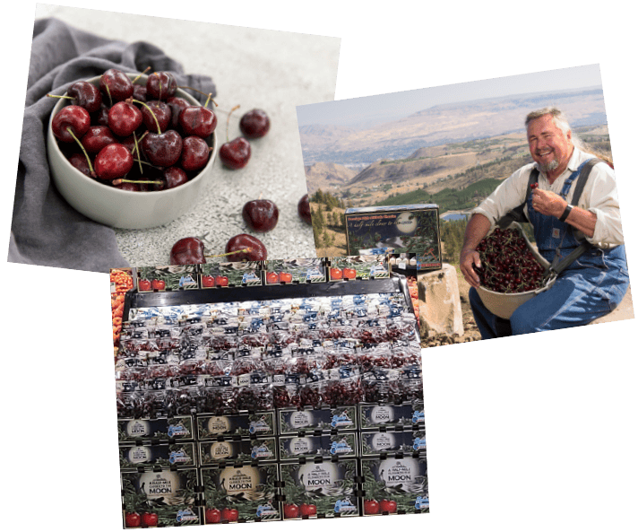 Stemilt cherry harvest with a farmer and fresh cherries in a bowl.