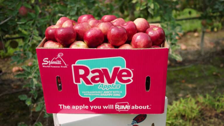 Fresh Rave apples in a pink Stemilt box on an orchard background.