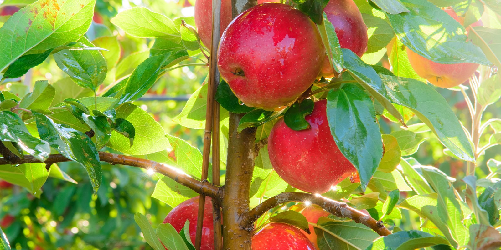 Ripe SweeTango apples hanging on a tree branch in sunlight.