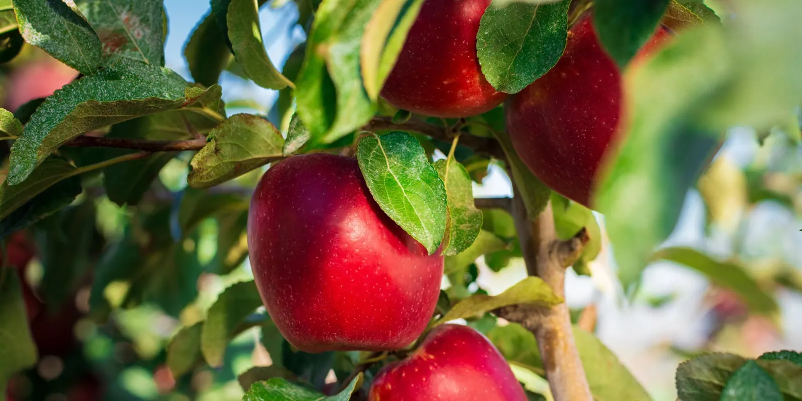 Fresh Cosmic Crisp® apples hanging on the tree with green leaves.