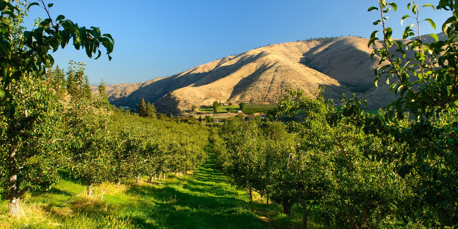 Apple orchard with lush trees and mountain scenery in the background.