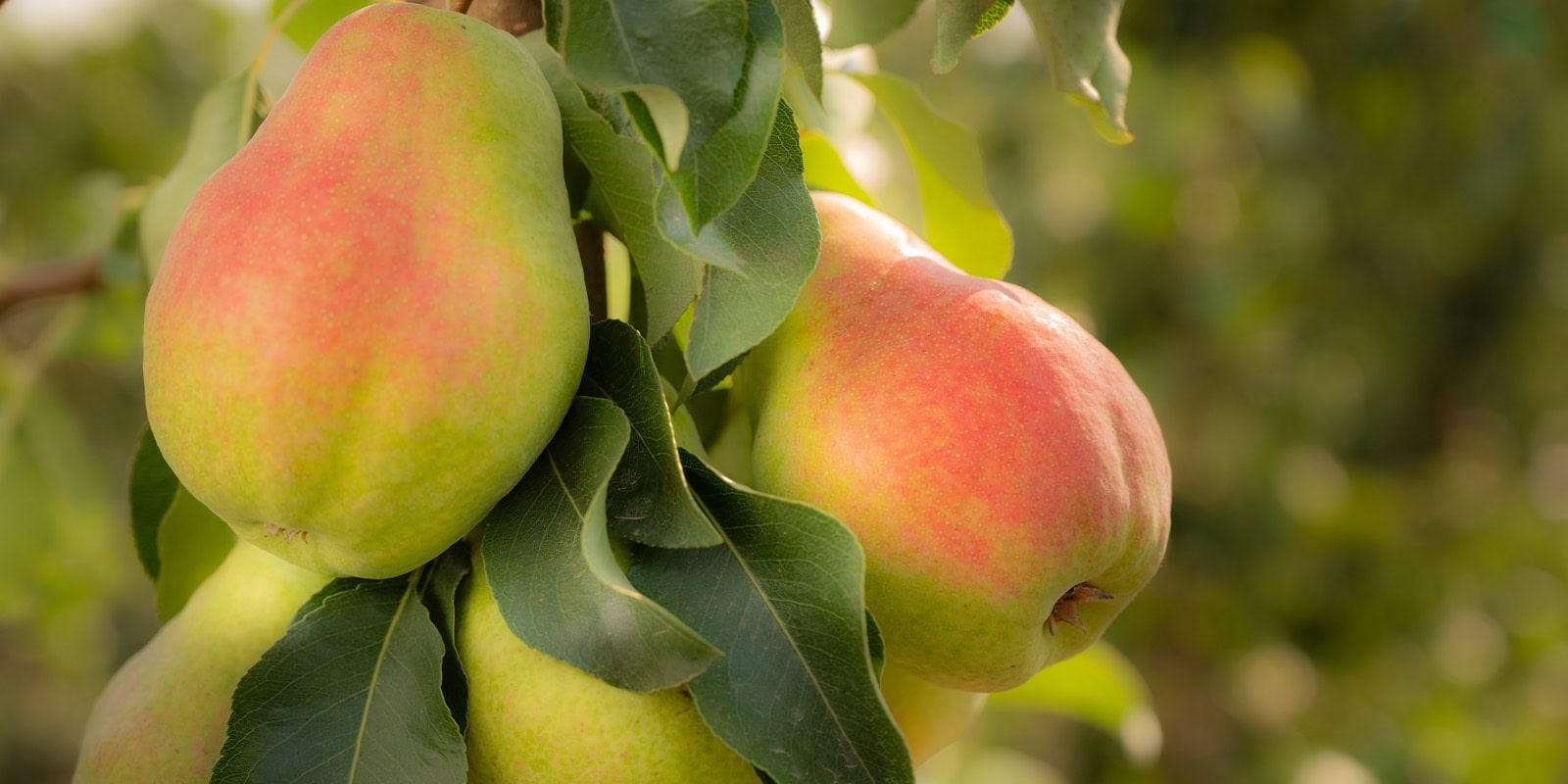 Fresh ripe pears hanging on a tree branch in an orchard.