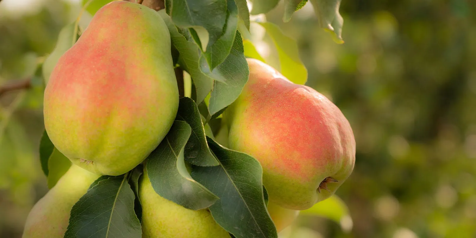 Fresh ripe pears hanging on a tree branch in an orchard.
